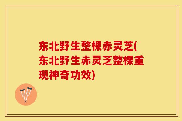 东北野生整棵赤灵芝(东北野生赤灵芝整棵重现神奇功效)