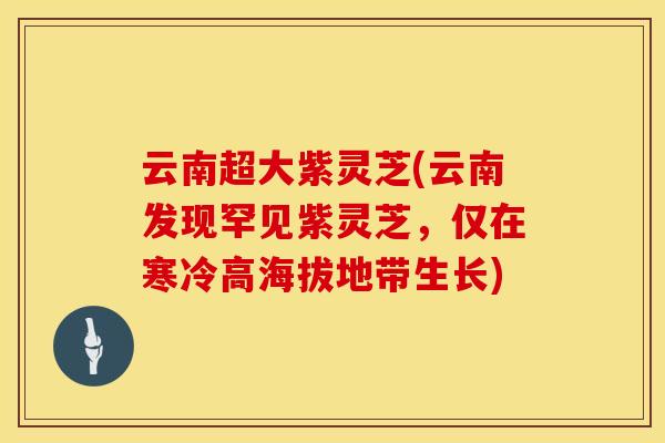 云南超大紫灵芝(云南发现罕见紫灵芝，仅在寒冷高海拔地带生长)