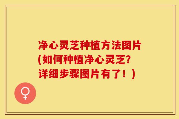 净心灵芝种植方法图片(如何种植净心灵芝？详细步骤图片有了！)