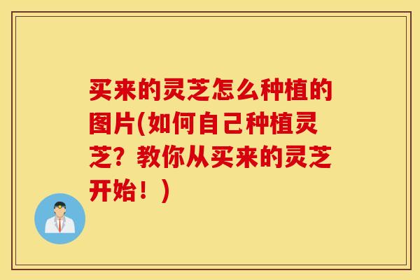 买来的灵芝怎么种植的图片(如何自己种植灵芝？教你从买来的灵芝开始！)