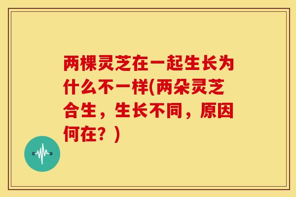 两棵灵芝在一起生长为什么不一样(两朵灵芝合生，生长不同，原因何在？)