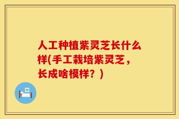人工种植紫灵芝长什么样(手工栽培紫灵芝，长成啥模样？)