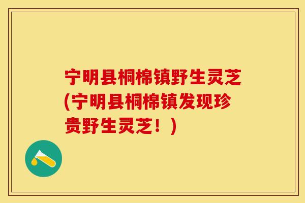 宁明县桐棉镇野生灵芝(宁明县桐棉镇发现珍贵野生灵芝！)