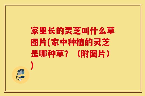 家里长的灵芝叫什么草图片(家中种植的灵芝是哪种草？（附图片）)