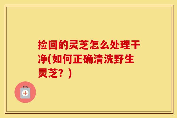 捡回的灵芝怎么处理干净(如何正确清洗野生灵芝？)