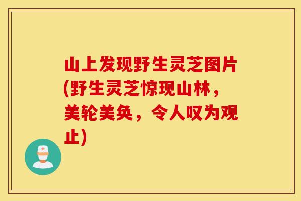 山上发现野生灵芝图片(野生灵芝惊现山林，美轮美奂，令人叹为观止)