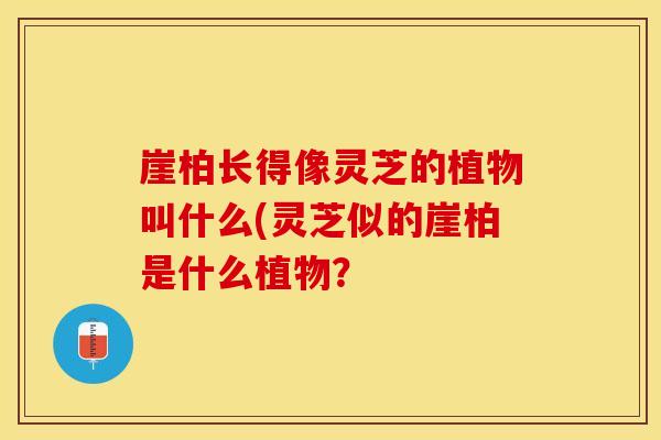 崖柏长得像灵芝的植物叫什么(灵芝似的崖柏是什么植物？