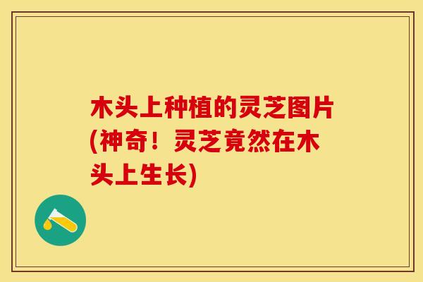 木头上种植的灵芝图片(神奇！灵芝竟然在木头上生长)