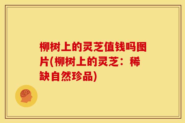 柳树上的灵芝值钱吗图片(柳树上的灵芝：稀缺自然珍品)