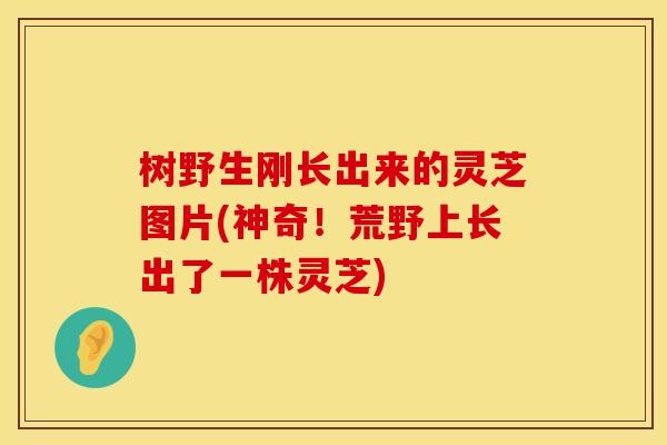 树野生刚长出来的灵芝图片(神奇！荒野上长出了一株灵芝)