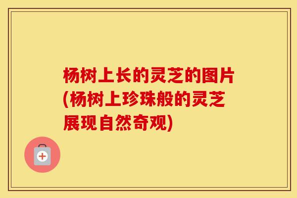 杨树上长的灵芝的图片(杨树上珍珠般的灵芝展现自然奇观)