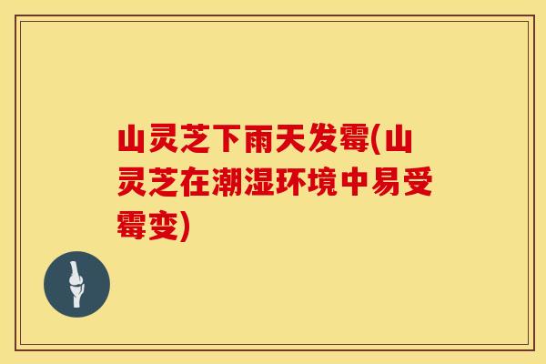山灵芝下雨天发霉(山灵芝在潮湿环境中易受霉变)