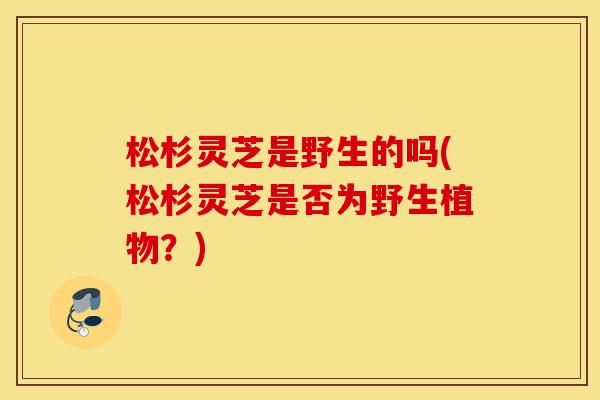 松杉灵芝是野生的吗(松杉灵芝是否为野生植物？)