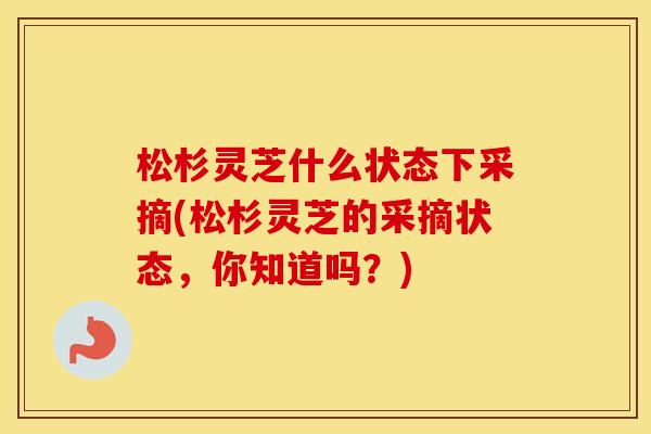 松杉灵芝什么状态下采摘(松杉灵芝的采摘状态，你知道吗？)