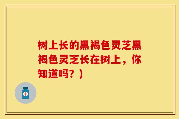 树上长的黑褐色灵芝黑褐色灵芝长在树上，你知道吗？)