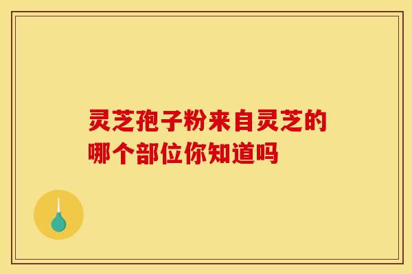 灵芝孢子粉来自灵芝的哪个部位你知道吗