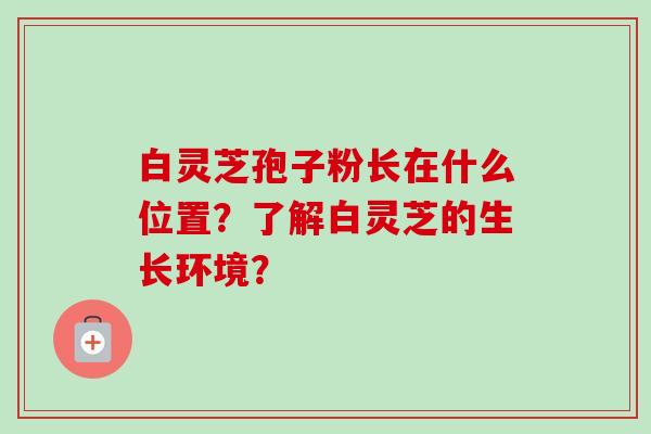 白灵芝孢子粉长在什么位置?了解白灵芝的生长环境?