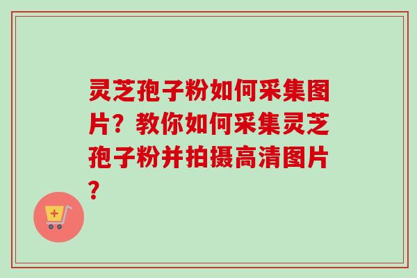 灵芝孢子粉如何采集图片？教你如何采集灵芝孢子粉并拍摄高清图片？