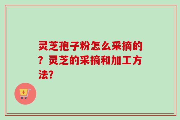灵芝孢子粉怎么采摘的？灵芝的采摘和加工方法？