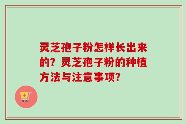 灵芝孢子粉怎样长出来的?灵芝孢子粉的种植方法与注意事项?