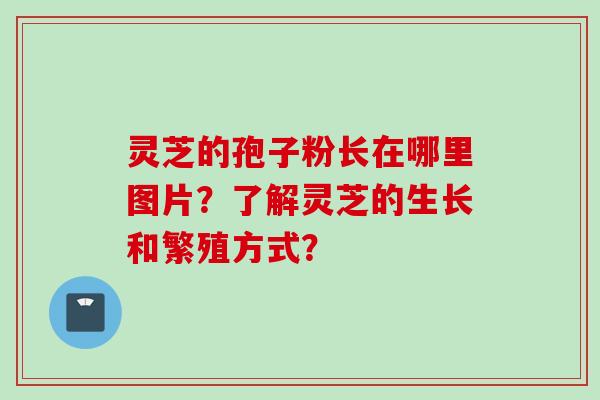 灵芝的孢子粉长在哪里图片？了解灵芝的生长和繁殖方式？