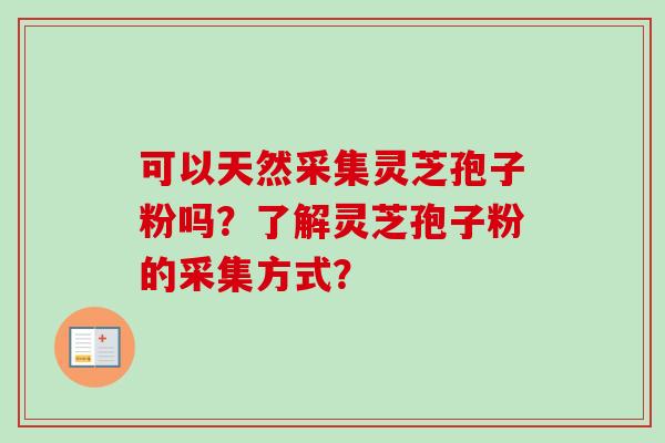 可以天然采集灵芝孢子粉吗？了解灵芝孢子粉的采集方式？