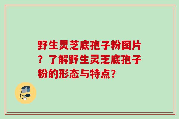 野生灵芝底孢子粉图片？了解野生灵芝底孢子粉的形态与特点？