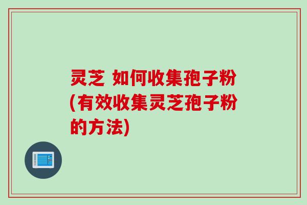 灵芝 如何收集孢子粉(有效收集灵芝孢子粉的方法)