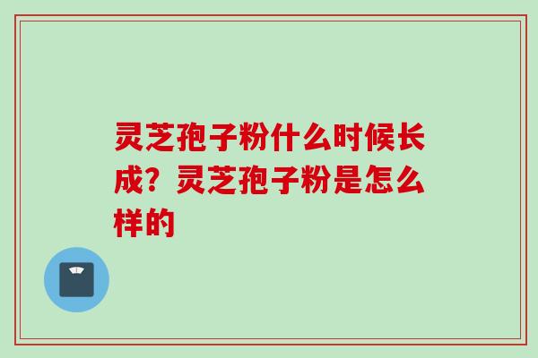 灵芝孢子粉什么时候长成？灵芝孢子粉是怎么样的