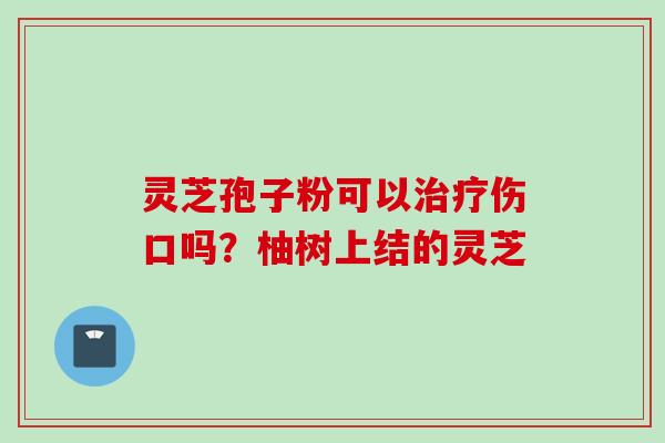 灵芝孢子粉可以治疗伤口吗？柚树上结的灵芝