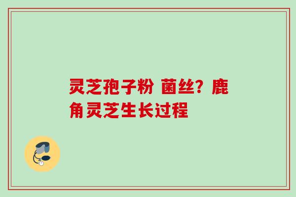 灵芝孢子粉 菌丝？鹿角灵芝生长过程
