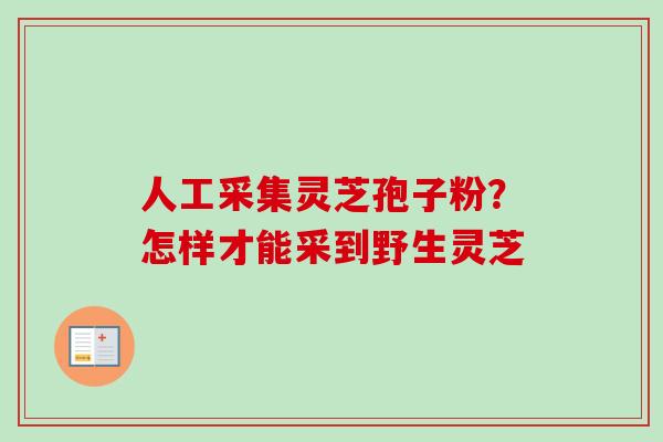 人工采集灵芝孢子粉？怎样才能采到野生灵芝
