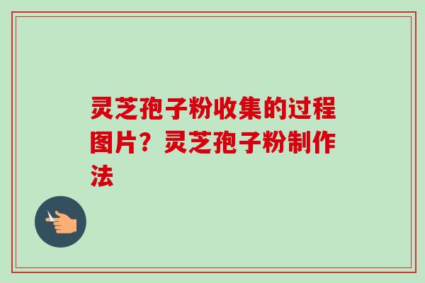 灵芝孢子粉收集的过程图片？灵芝孢子粉制作法