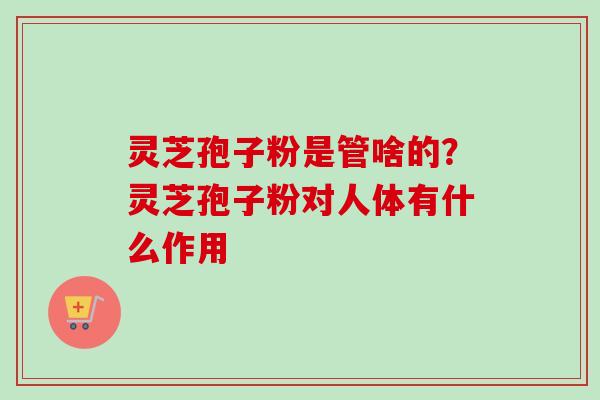 灵芝孢子粉是管啥的？灵芝孢子粉对人体有什么作用