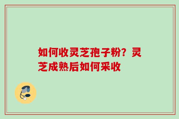 如何收灵芝孢子粉?灵芝成熟后如何采收