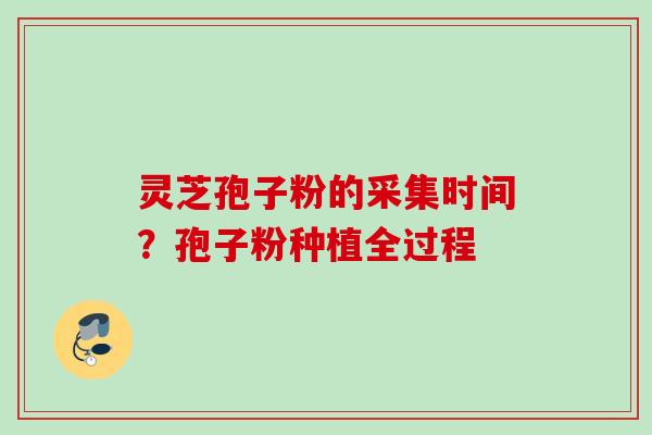 灵芝孢子粉的采集时间?孢子粉种植全过程