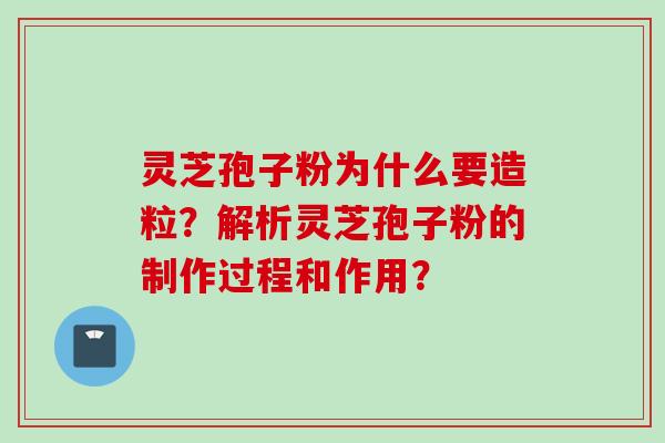 灵芝孢子粉为什么要造粒？解析灵芝孢子粉的制作过程和作用？