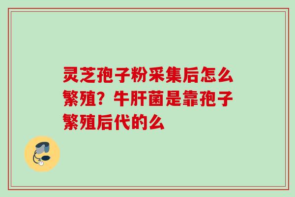 灵芝孢子粉采集后怎么繁殖？牛肝菌是靠孢子繁殖后代的么