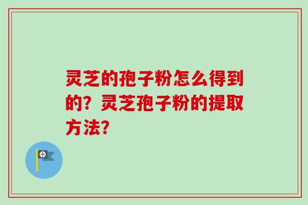 灵芝的孢子粉怎么得到的?灵芝孢子粉的提取方法?