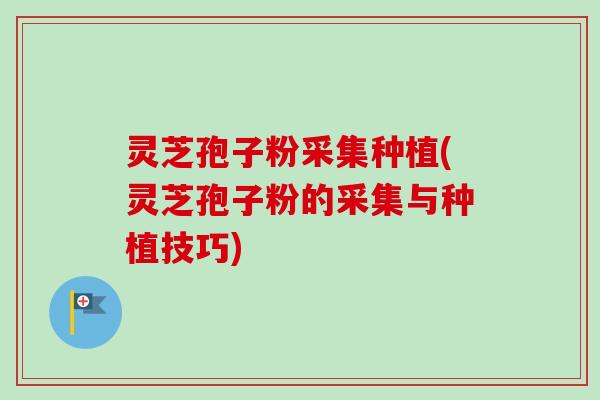 灵芝孢子粉采集种植(灵芝孢子粉的采集与种植技巧)