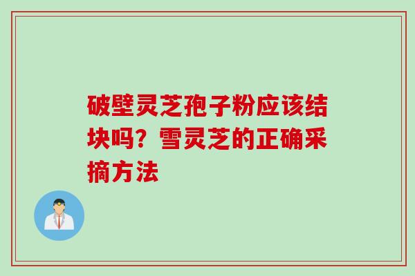 破壁灵芝孢子粉应该结块吗?雪灵芝的正确采摘方法
