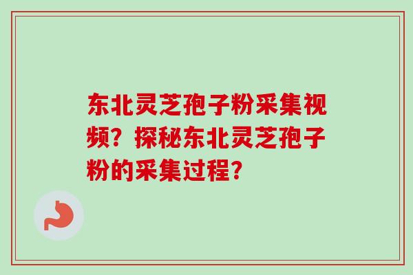 东北灵芝孢子粉采集视频？探秘东北灵芝孢子粉的采集过程？