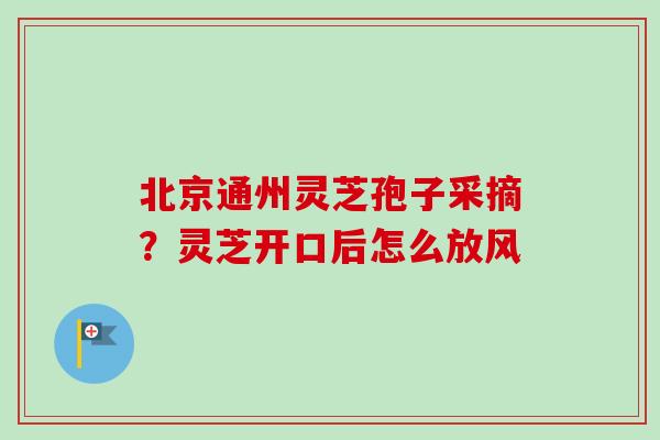 北京通州灵芝孢子采摘？灵芝开口后怎么放风