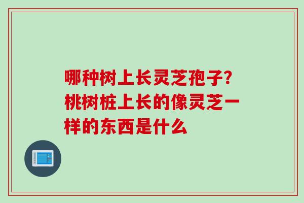 哪种树上长灵芝孢子？桃树桩上长的像灵芝一样的东西是什么