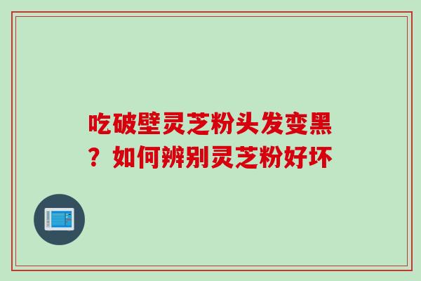 吃破壁灵芝粉头发变黑?如何辨别灵芝粉好坏