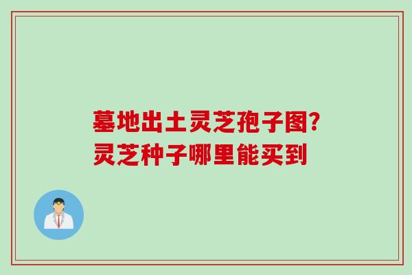 墓地出土灵芝孢子图？灵芝种子哪里能买到