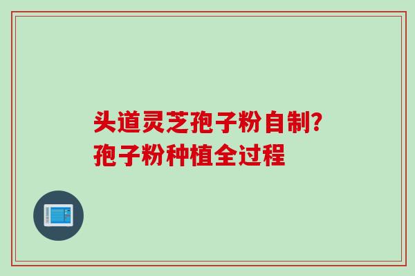 头道灵芝孢子粉自制？孢子粉种植全过程