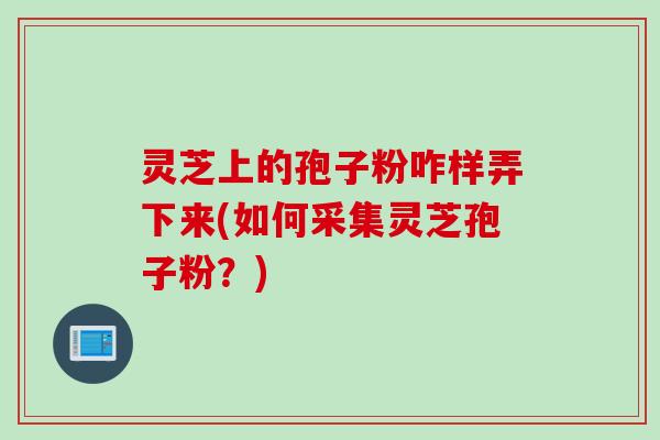 灵芝上的孢子粉咋样弄下来(如何采集灵芝孢子粉？)
