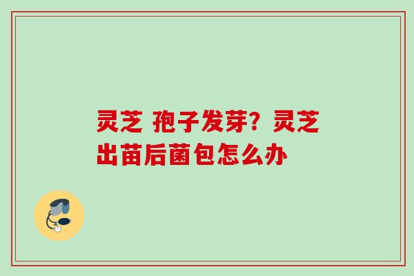 灵芝 孢子发芽？灵芝出苗后菌包怎么办