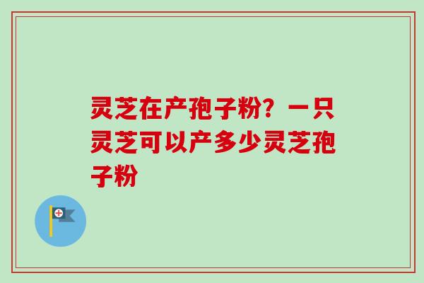 灵芝在产孢子粉？一只灵芝可以产多少灵芝孢子粉